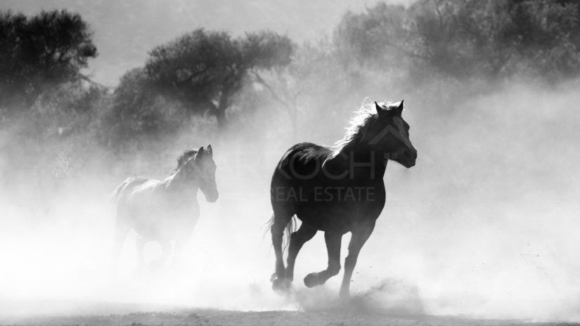 Equestrian Centres Marbella, Benahavis, Estepona´s New Golden Mile