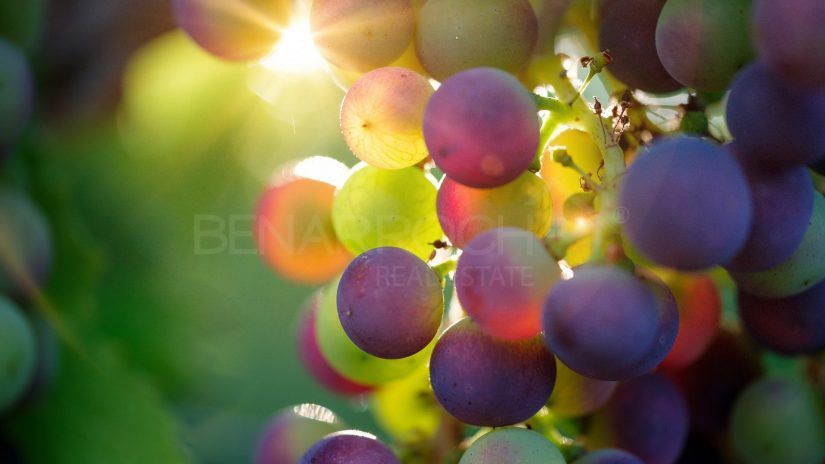 Grapes Marbella